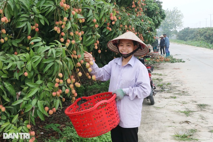 Hai Duong farmers in busy harvesting lychees - 2 Hai Duong farmers in busy harvesting lychees - 2