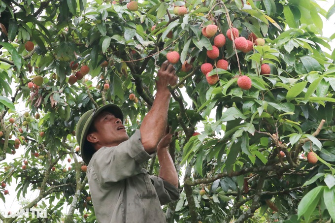 Hai Duong farmers in busy harvesting lychees - 3 Hai Duong farmers in busy harvesting lychees - 3