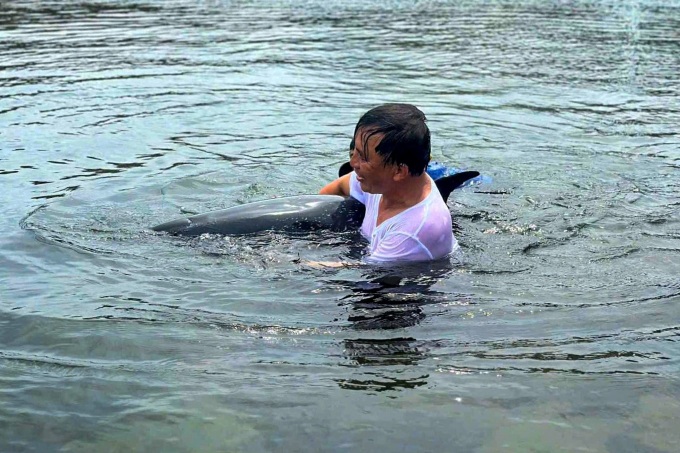 Exhausted dolphin rescued after stranding in Danang - 1
