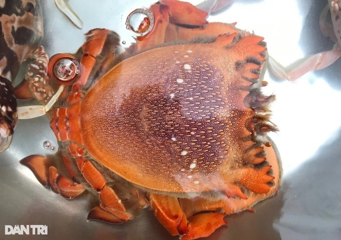 Egg-bearing king crabs released in Ly Son waters - 1 Egg-bearing king crabs released in Ly Son waters - 1