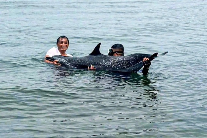 Injured dolphin dies a day after rescue off Danang coast - 1 Injured dolphin dies a day after rescue off Danang coast - 1