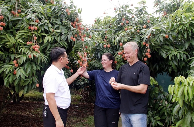 Lychee-themed tourism programme launched in Bac Giang - 1 Lychee-themed tourism programme launched in Bac Giang - 1