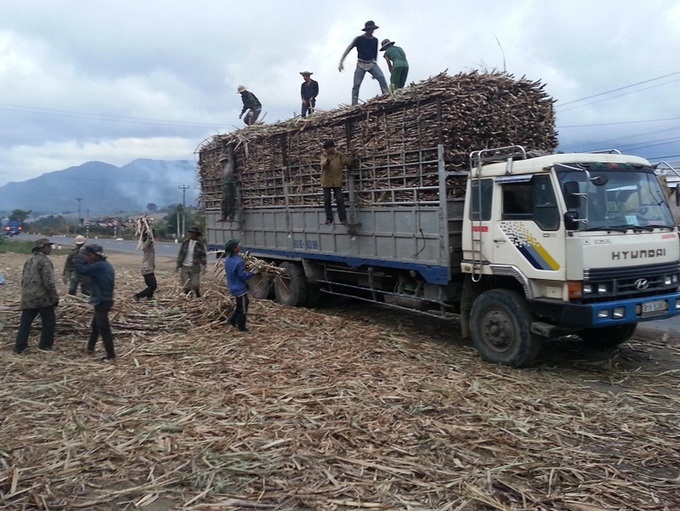 Sugar stockpiles surge in Vietnam amid collapsing prices - 1 Sugar stockpiles surge in Vietnam amid collapsing prices - 1