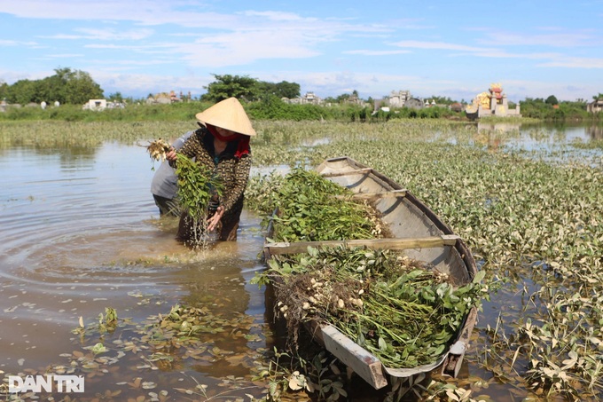 Central Vietnam farmers suffer heavy losses from unusual floods - 3 Central Vietnam farmers suffer heavy losses from unusual floods - 3