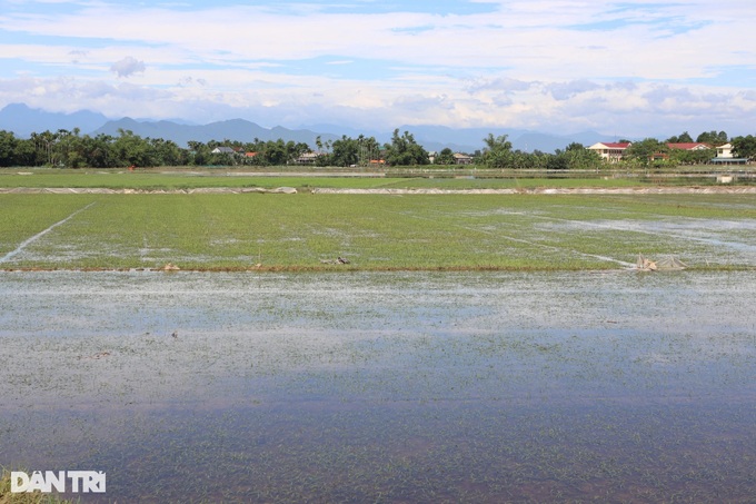 Central Vietnam farmers suffer heavy losses from unusual floods - 1 Central Vietnam farmers suffer heavy losses from unusual floods - 1