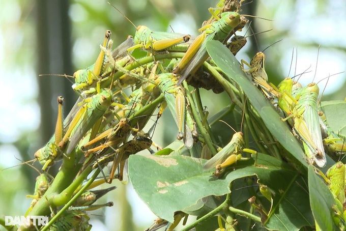 Drones deployed to combat locust outbreak in central Vietnam - 2 Drones deployed to combat locust outbreak in central Vietnam - 2