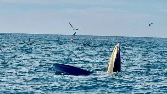 Whales found hunting in Vinh Hy Bay - 1 Whales found hunting in Vinh Hy Bay - 1