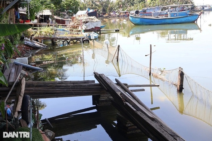 Fish found dead on Hoi An river - 2