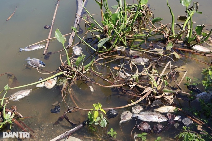 Fish found dead on Hoi An river - 1