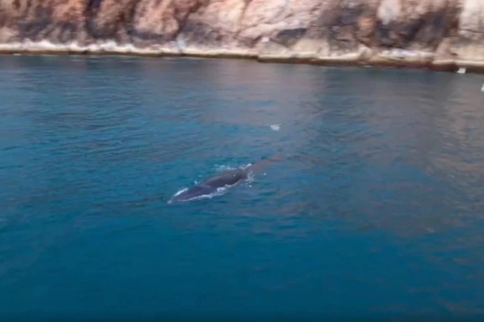 Whale spotted again off Binh Dinh - 1 Whale spotted again off Binh Dinh - 1