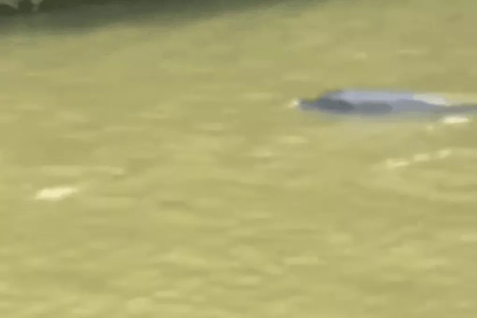 Dolphin strays into Ca Mau river - 1 Dolphin strays into Ca Mau river - 1