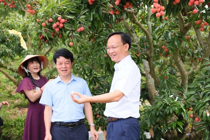Bac Ninh official sells 54 tonnes of lychees in marathon livestream - 2