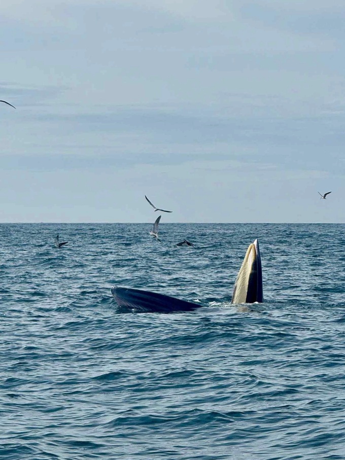 Whale sightings draw tourists to Vinh Hy Bay - 1