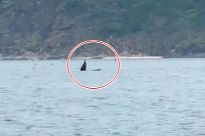 Whale spotted off Gia Lai coast - 1