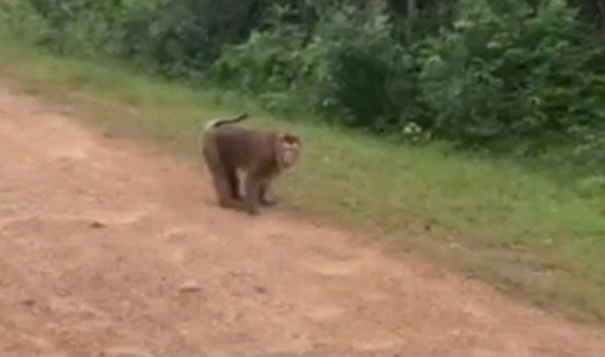 Young girl hospitalised after monkey attack in Quang Tri - 2