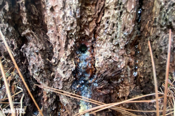 Dozens of pine trees poisoned to death in Hue forests - 3 Dozens of pine trees poisoned to death in Hue forests - 3