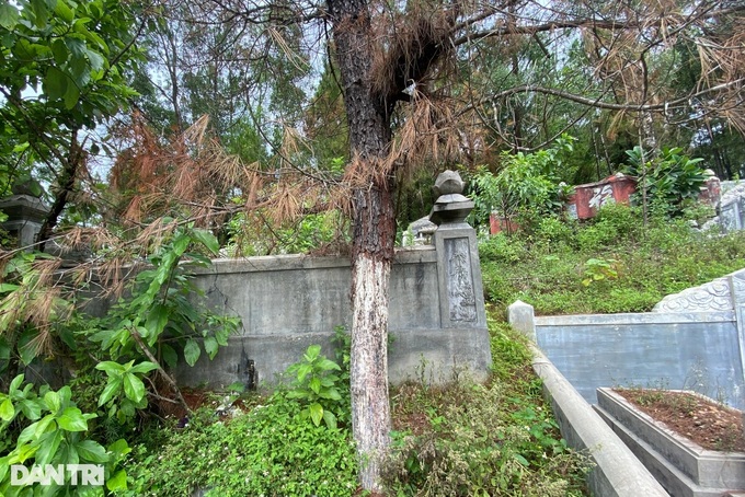 Dozens of pine trees poisoned to death in Hue forests - 1 Dozens of pine trees poisoned to death in Hue forests - 1