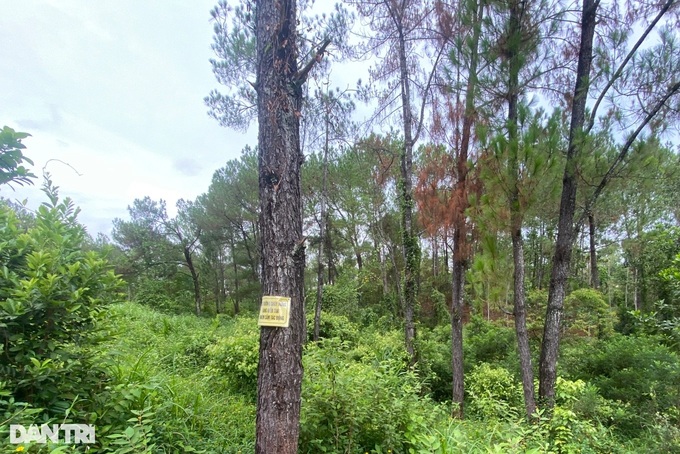 Dozens of pine trees poisoned to death in Hue forests - 2 Dozens of pine trees poisoned to death in Hue forests - 2