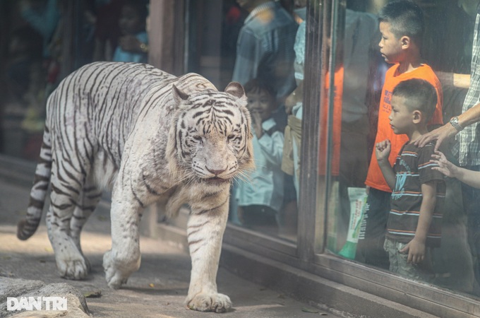 White Bengal tiger dies at Saigon Zoo on tenth birthday - 2 White Bengal tiger dies at Saigon Zoo on tenth birthday - 2
