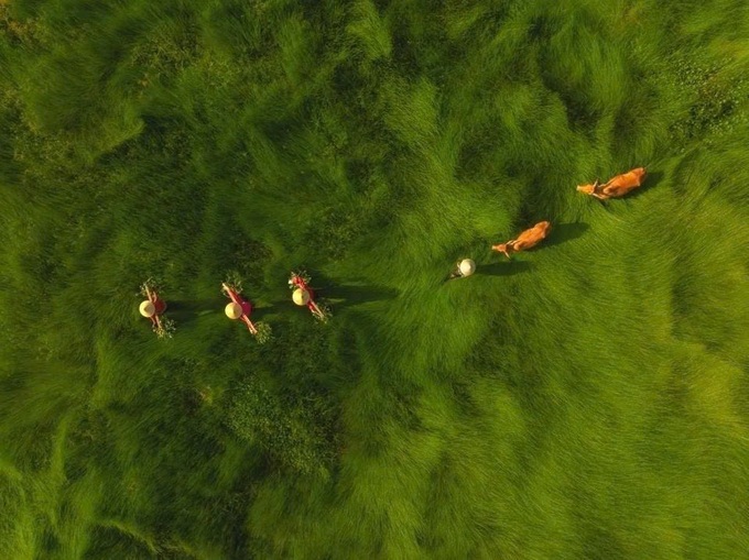 Photo of Vietnam sedge harvest honoured at international photo contest - 1 Photo of Vietnam sedge harvest honoured at international photo contest - 1