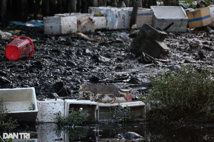 HCMC approves VND 8.5 trillion plan to clean up polluted Van Thanh Canal - 3 HCMC approves VND 8.5 trillion plan to clean up polluted Van Thanh Canal - 3
