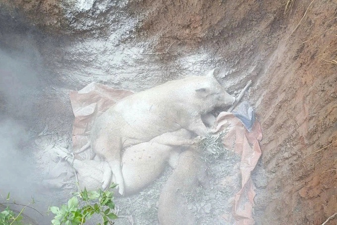 Quang Tri culls nearly 2,000 pigs amid African swine fever outbreak - 1 Quang Tri culls nearly 2,000 pigs amid African swine fever outbreak - 1