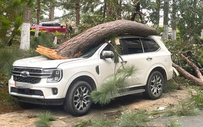 Pine tree collapse in Dalat damages multiple cars during storm - 1 Pine tree collapse in Dalat damages multiple cars during storm - 1
