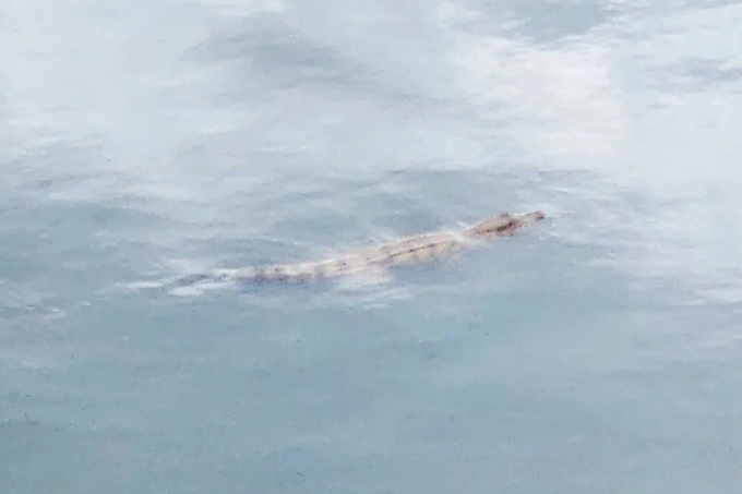 Crocodile caught in HCM City canal - 1 Crocodile caught in HCM City canal - 1