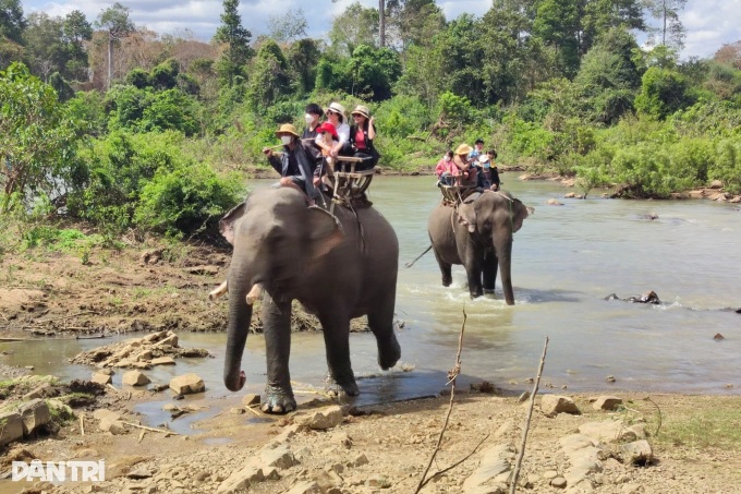 Dak Lak family mourns death of elephant after tragic forest accident - 4 Dak Lak family mourns death of elephant after tragic forest accident - 4