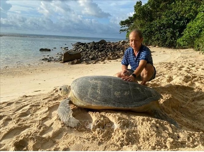 Con Dao developing sustainably by protecting its sea turtles - 1