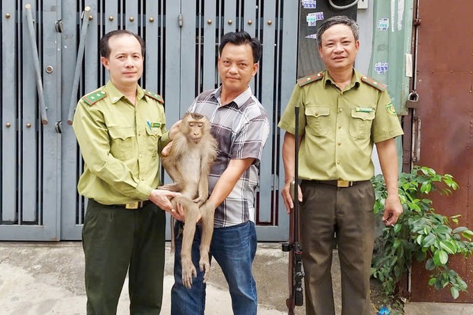 Pig-tailed macaque disturbing HCM City houses captured - 1 Pig-tailed macaque disturbing HCM City houses captured - 1
