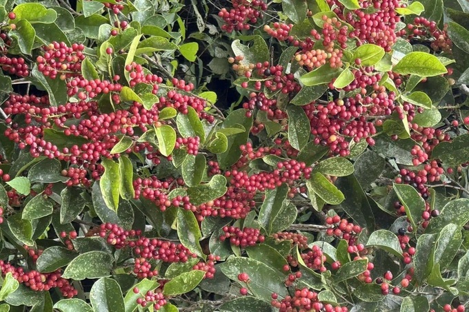 Man fined for leading tourists to Son Tra Peninsula to pick wild grapes - 1