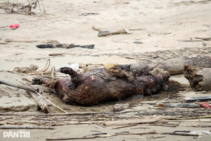 Nearly 700 tonnes of rubbish engulf Ha Tinh fishing port after floods - 2