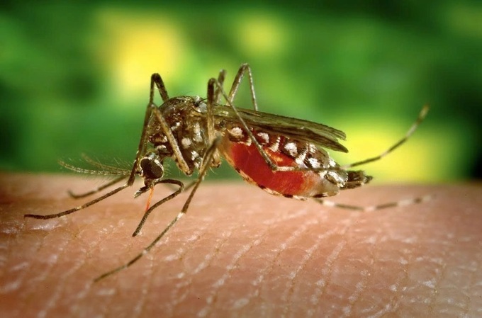 Health Ministry warns about risk of Chikungunya outbreak in Vietnam - 1