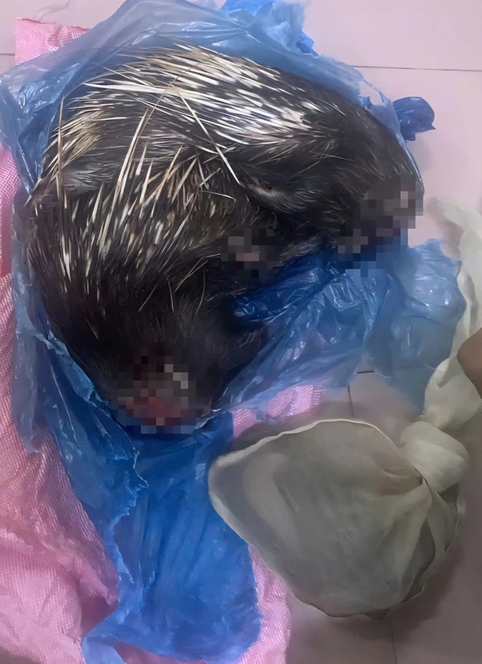 Young man in Dong Nai arrested for wildlife trafficking - 1 Young man in Dong Nai arrested for wildlife trafficking - 1