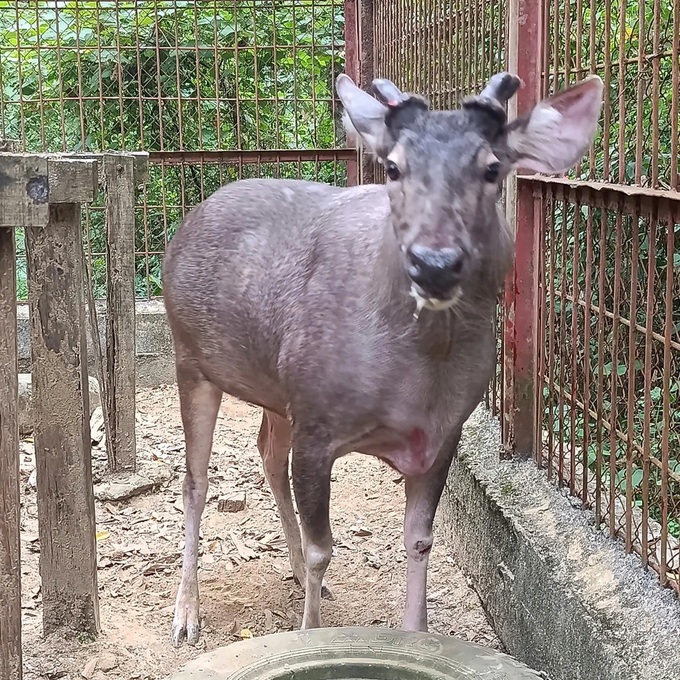 Nghe An residents hand over wild animals to Pu Mat National Park - 1