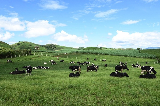 Vietnam’s dairy herd shrinks as growth plunges - 1