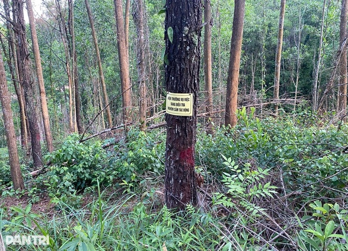 Poisoning suspected in deaths of hundreds of old Hue pine trees - 2 Poisoning suspected in deaths of hundreds of old Hue pine trees - 2