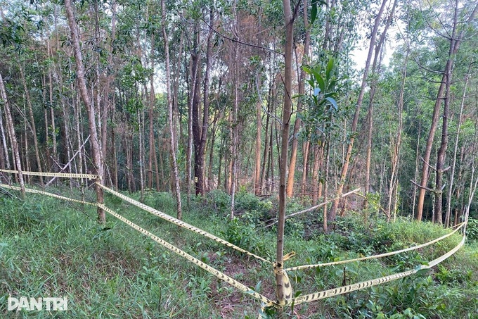 Poisoning suspected in deaths of hundreds of old Hue pine trees - 1 Poisoning suspected in deaths of hundreds of old Hue pine trees - 1