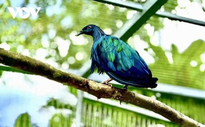 Con Dao National Park receives five rare Nicobar pigeons - 1 Con Dao National Park receives five rare Nicobar pigeons - 1