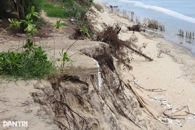 Hoi An coastline erodes again, threatening restaurants - 2 Hoi An coastline erodes again, threatening restaurants - 2
