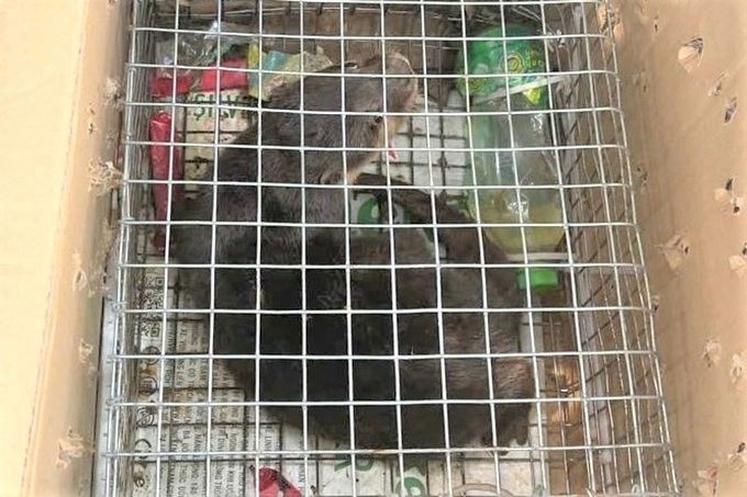 Woman prosecuted for trading endangered otter - 1