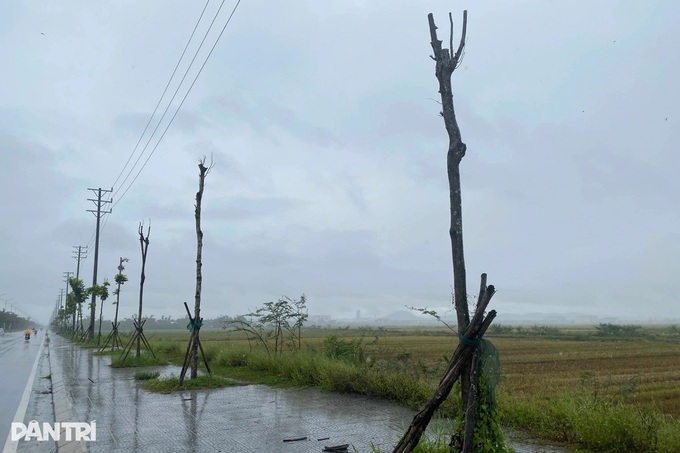 Mass tree die-off hits key projects in Hue - 1