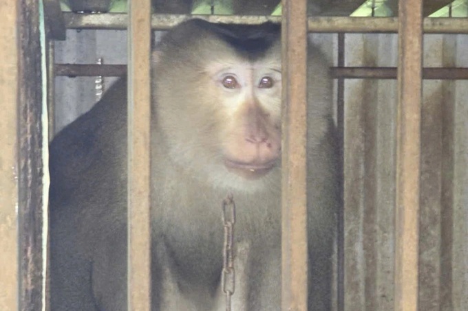 Rare pig-tailed macaque found in Quang Tri household - 1