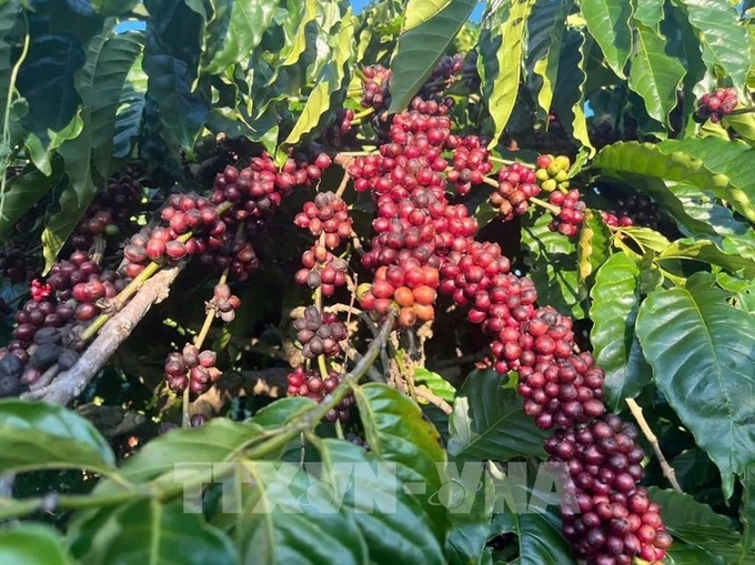 JICA unveils USD 75 million loan to strengthen Asia’s coffee supply chain - 1
