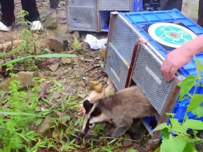 91 rescued wild animals released back into Tam Dao National Park - 1