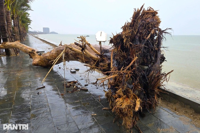Thanh Hoa beach devastated after Typhoon Bualoi - 5 Thanh Hoa beach devastated after Typhoon Bualoi - 5
