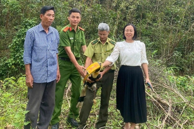 Rare great hornbill released back into the wild - 1