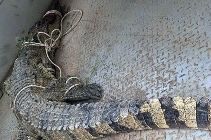 80-kilo crocodile caught in Khanh Hoa river - 1