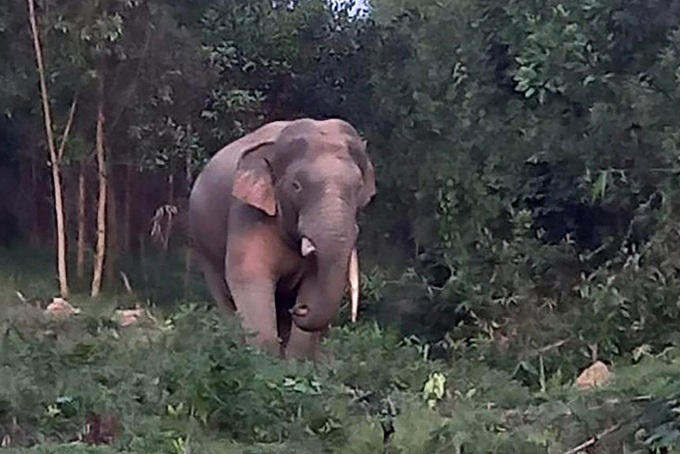 Dong Nai considers wild elephant watching tours - 1 Dong Nai considers wild elephant watching tours - 1